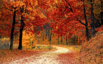 Simple mystic of the automn