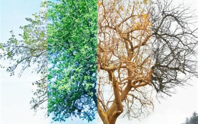 The 4 seasons – symbol of the human cycle
