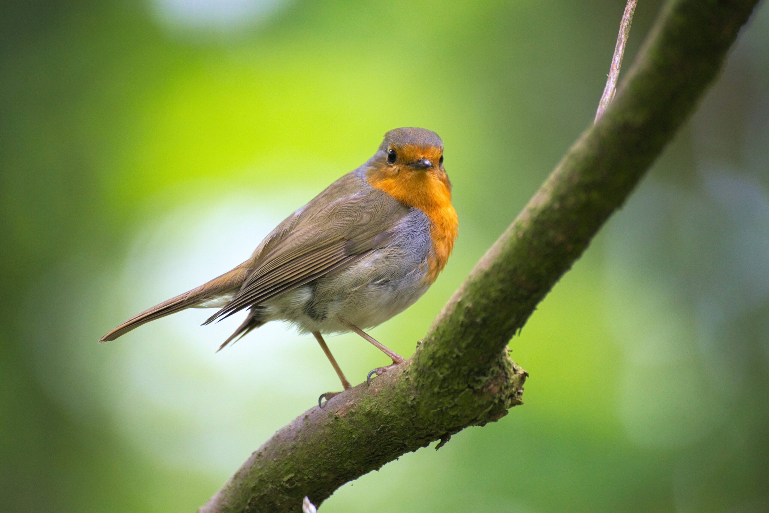 Simple mystic of the sparrow