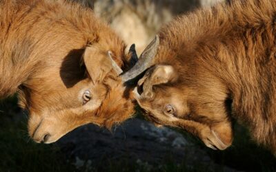 Four reasons for conflicts