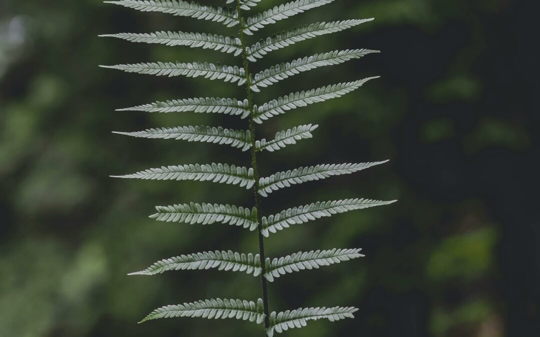 Percevoir l’invisible dans le visible